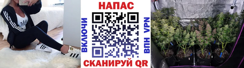 Каннабис SATIVA & INDICA  Купить где  Сольцы 